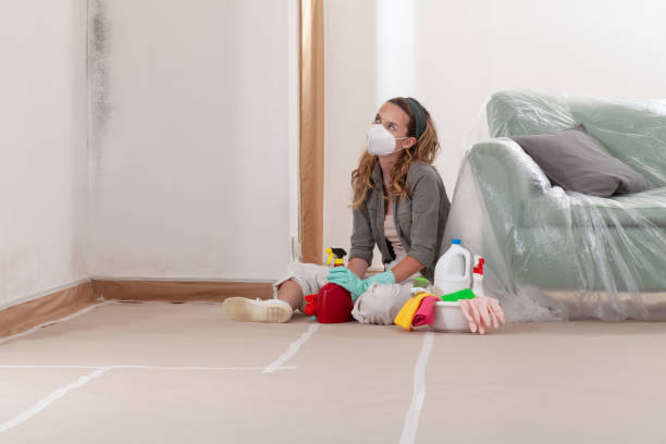 Reliable Mold Remediation contractor in Edgewater, NJ by Cheap Mold Removal