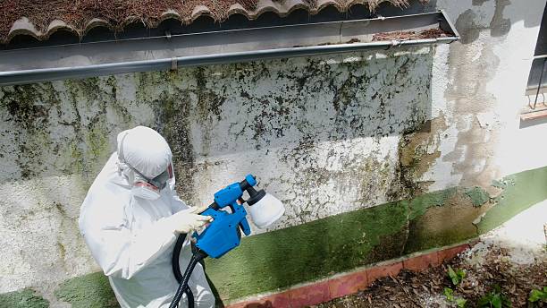 Trusted Crawl Space Mold Removal service in Edgewater, NJ - Cheap Mold Removal